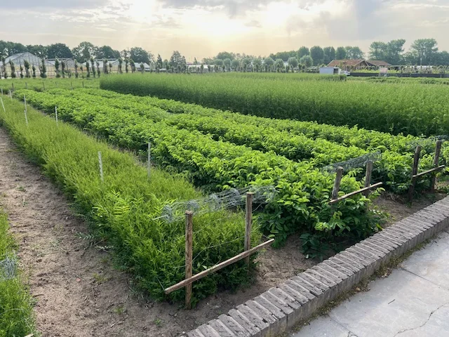 De kwekerij bij zonsondergang