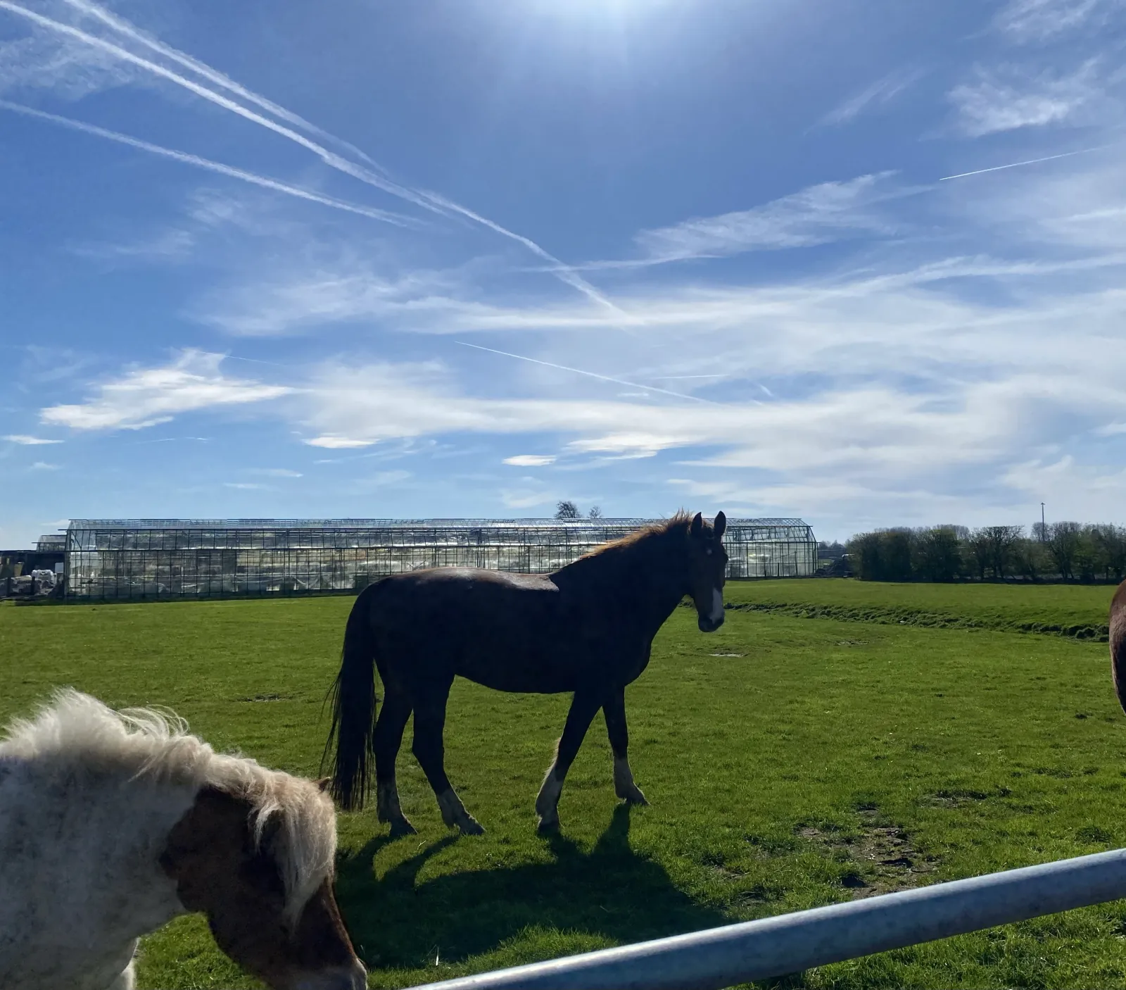 Het weiland bij de boerderij