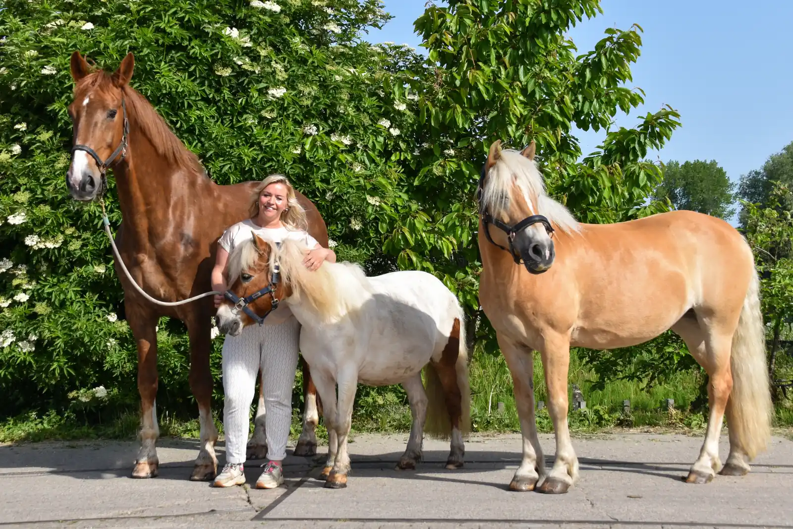 Sheila met haar paarden